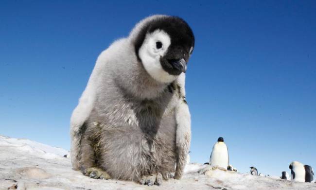 David Tennant narrates Penguins - Spy In The Huddle