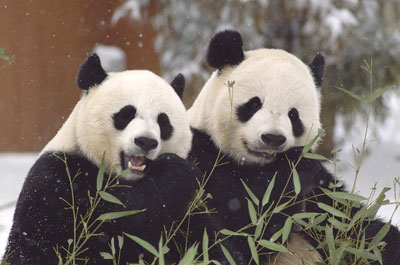 David Tennant narrates Wild About Pandas