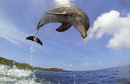 David Tennant narrating Dolphins - Spy In The Pod